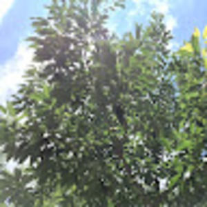 Meet your Posher, Char